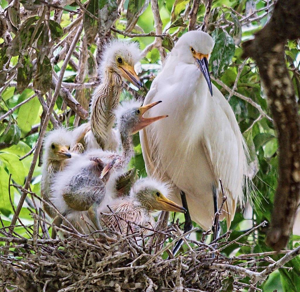 Family portrait - Snowy Egret (dad and 4 chicks) by dave_hensley is licensed under CC BY-NC-ND 2.0.